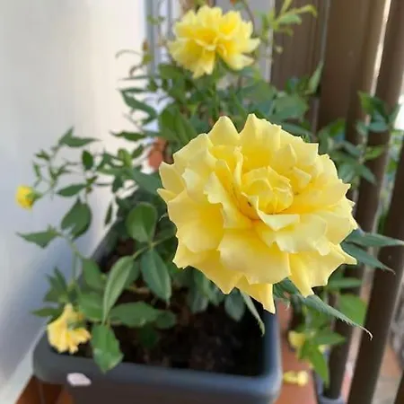 Xuloss 3 سان سيباستيان